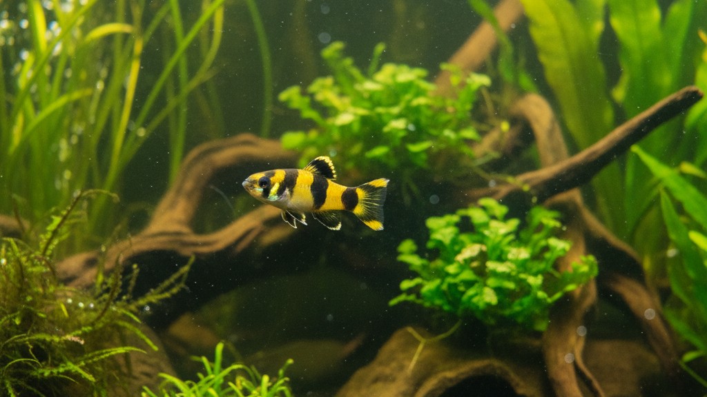 Conoce al Gobio abeja: pequeño pez tropical de origen asiático