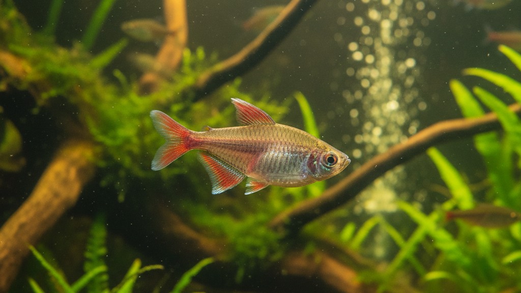 Conoce al Tetra fantasma: un pez pequeño y elegante para acuarios