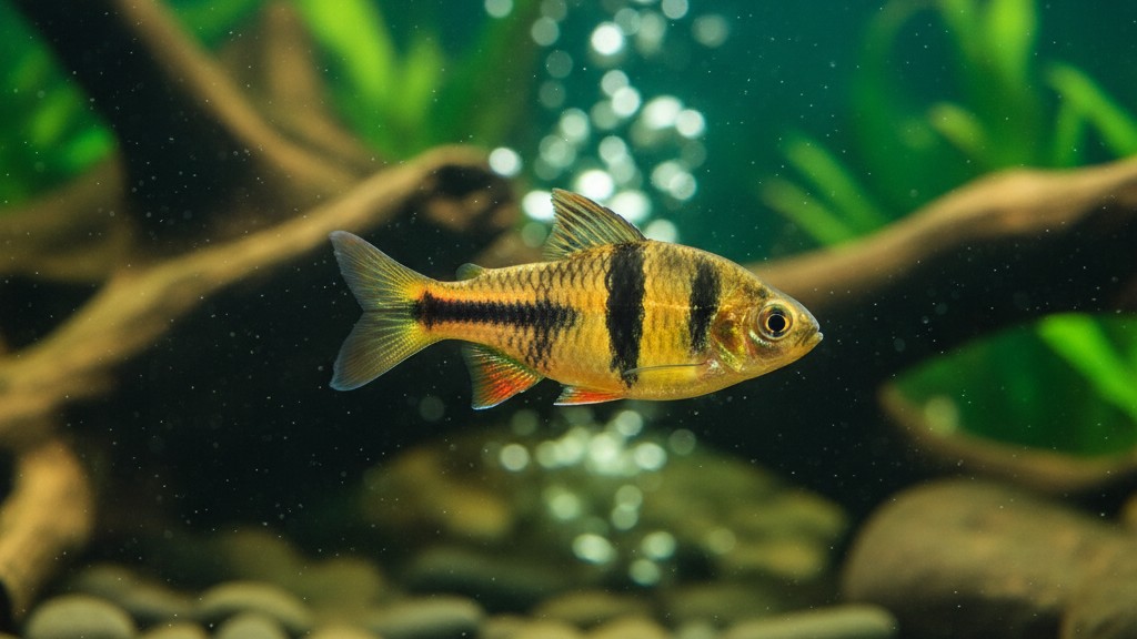 Barbo tigre: un pez vibrante y activo para acuarios