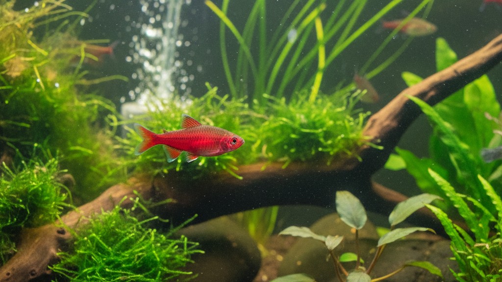 Conoce el Barbo cereza: origen, tamaño y carácter