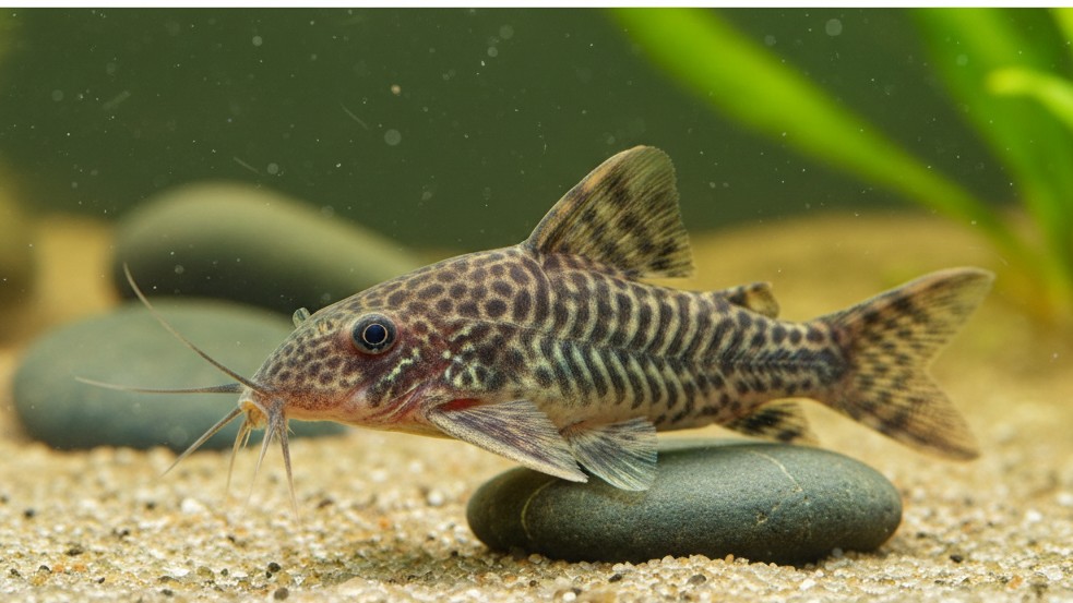 Características y origen de los peces Corydoras