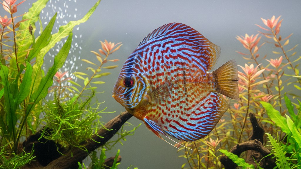 Conoce al pez Disco: belleza y tranquilidad acuática