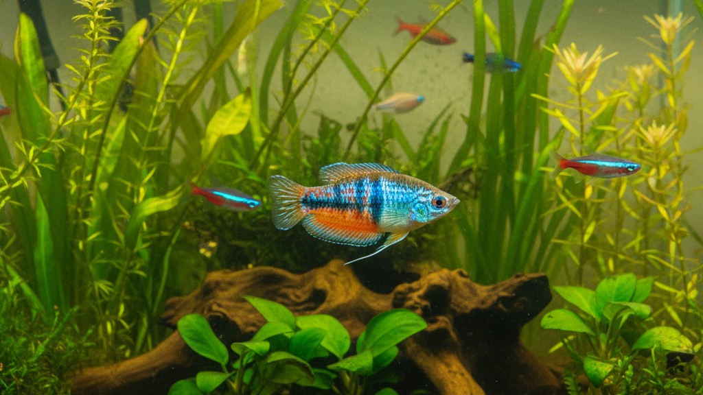 Conoce al Gourami enano: características y origen