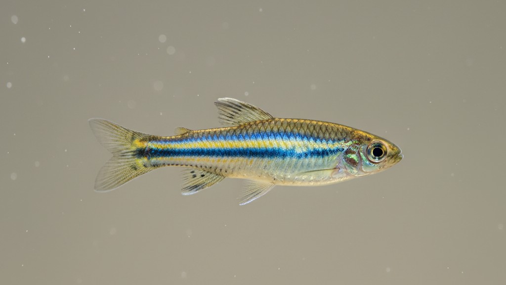 Conoce al Danio cebra: características y origen