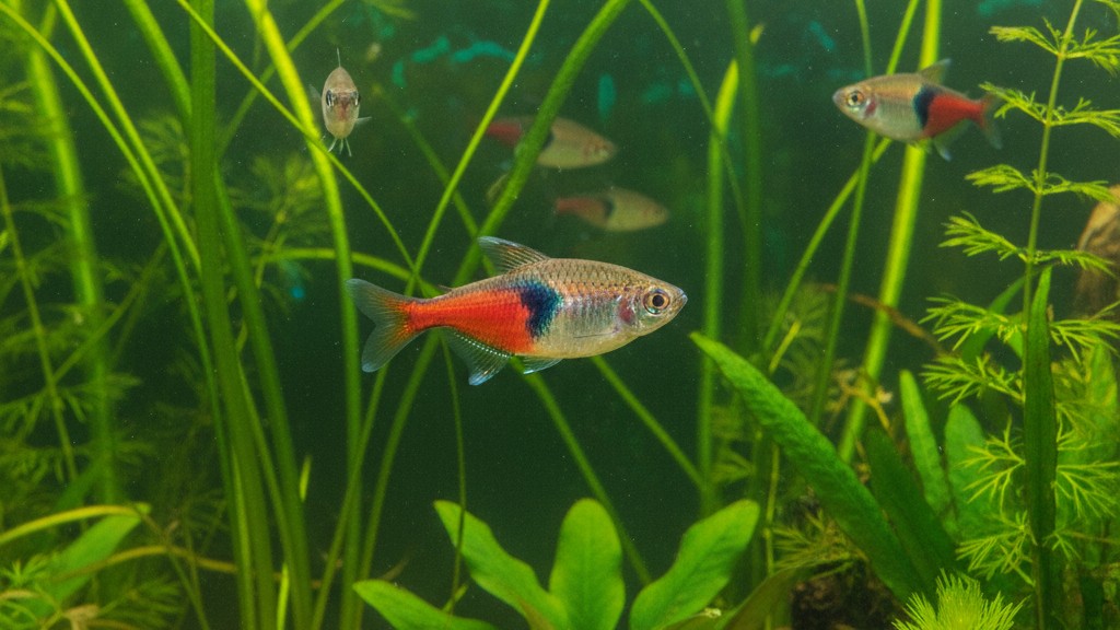 Conoce al Rasbora arlequín: pequeño pez de aguas tropicales