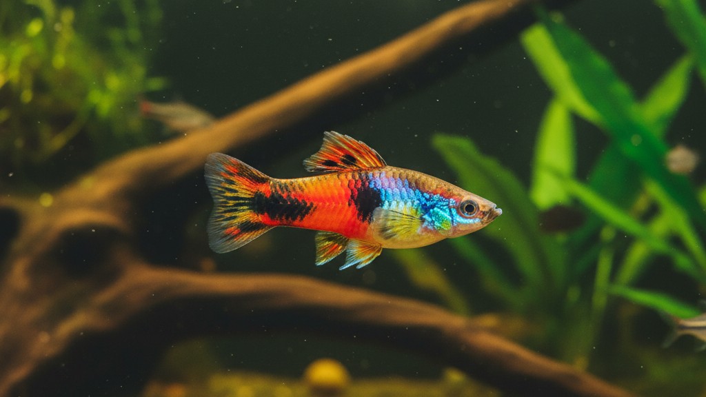 Características generales y origen del pez Platy