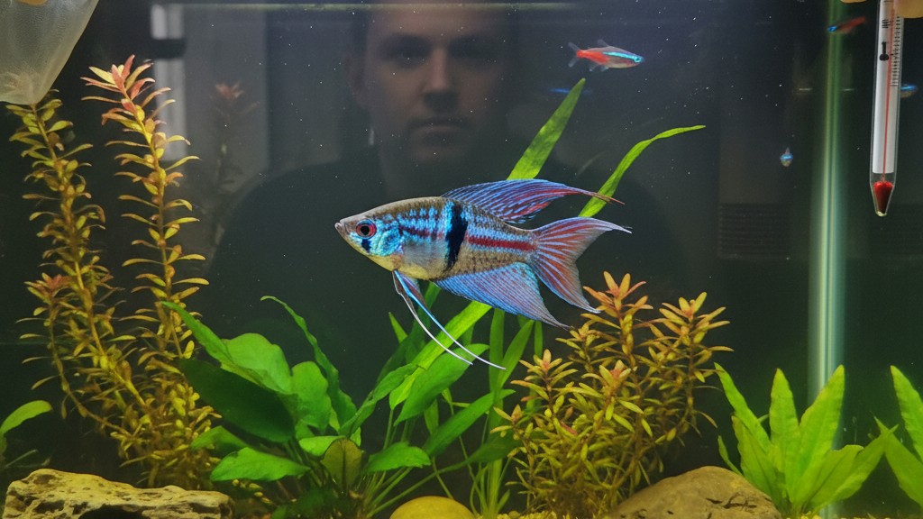Salud y bienestar del pez paraíso: prevención y señales de alerta