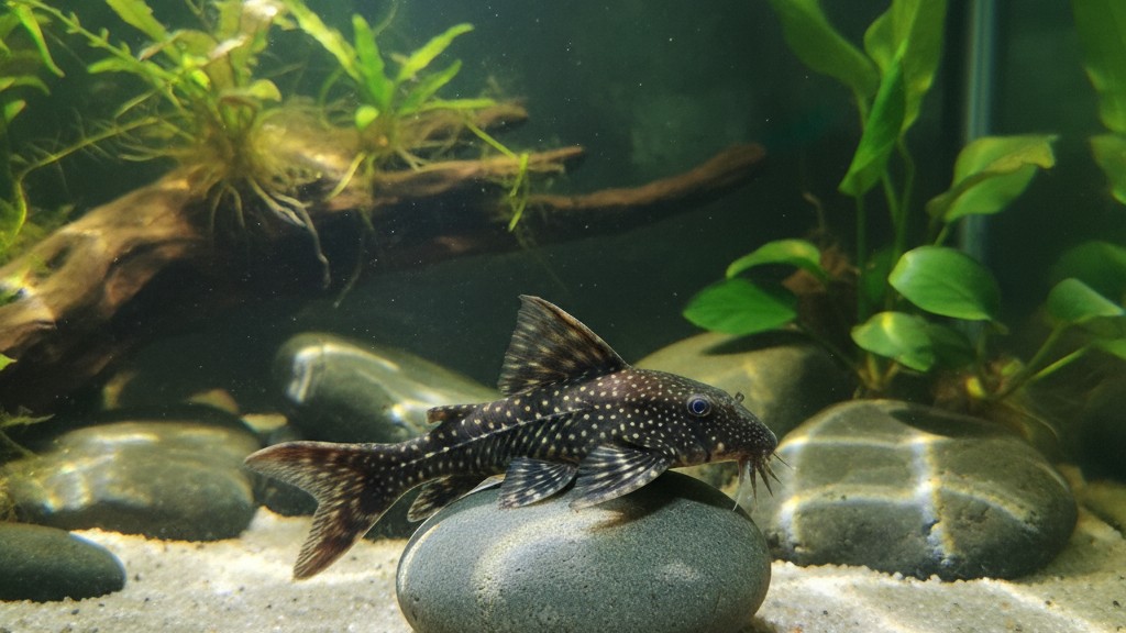 Salud del Ancistrus: prevención y señales de alerta