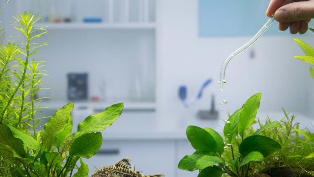 Cuidados y salud preventiva del Otocinclus