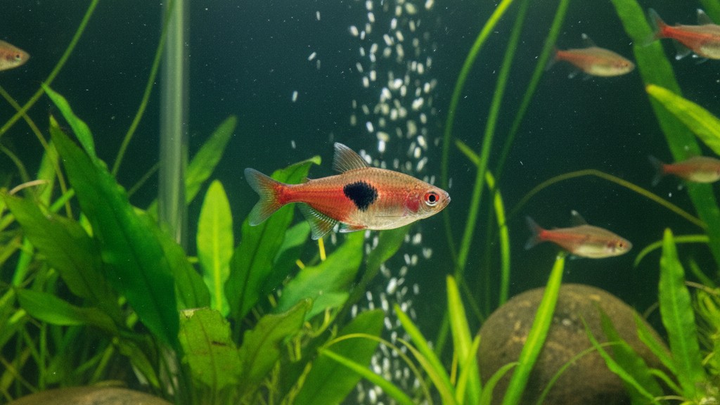 Salud y bienestar del Rasbora arlequín: cuidados esenciales