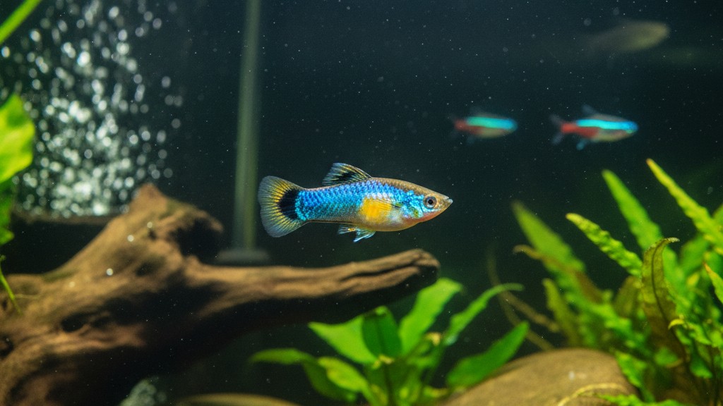 Cuidados de salud y prevención en Platys