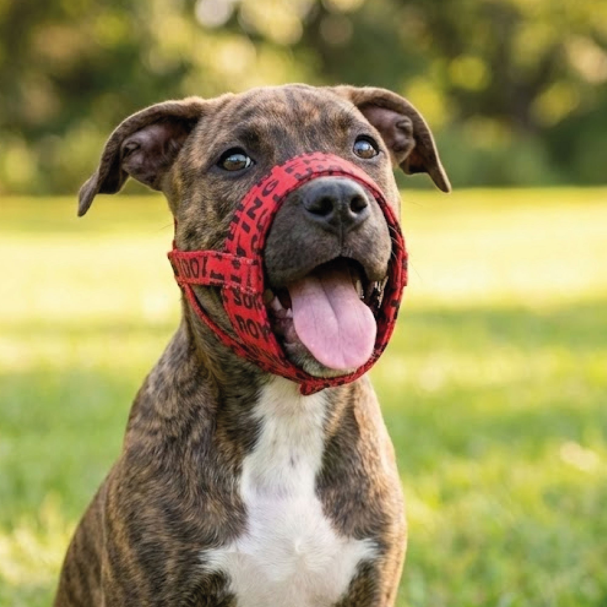 Bozal Deluxe Corazones Talla S Moly | Suave, Ajustable y Transpirable para Perros Pequeños