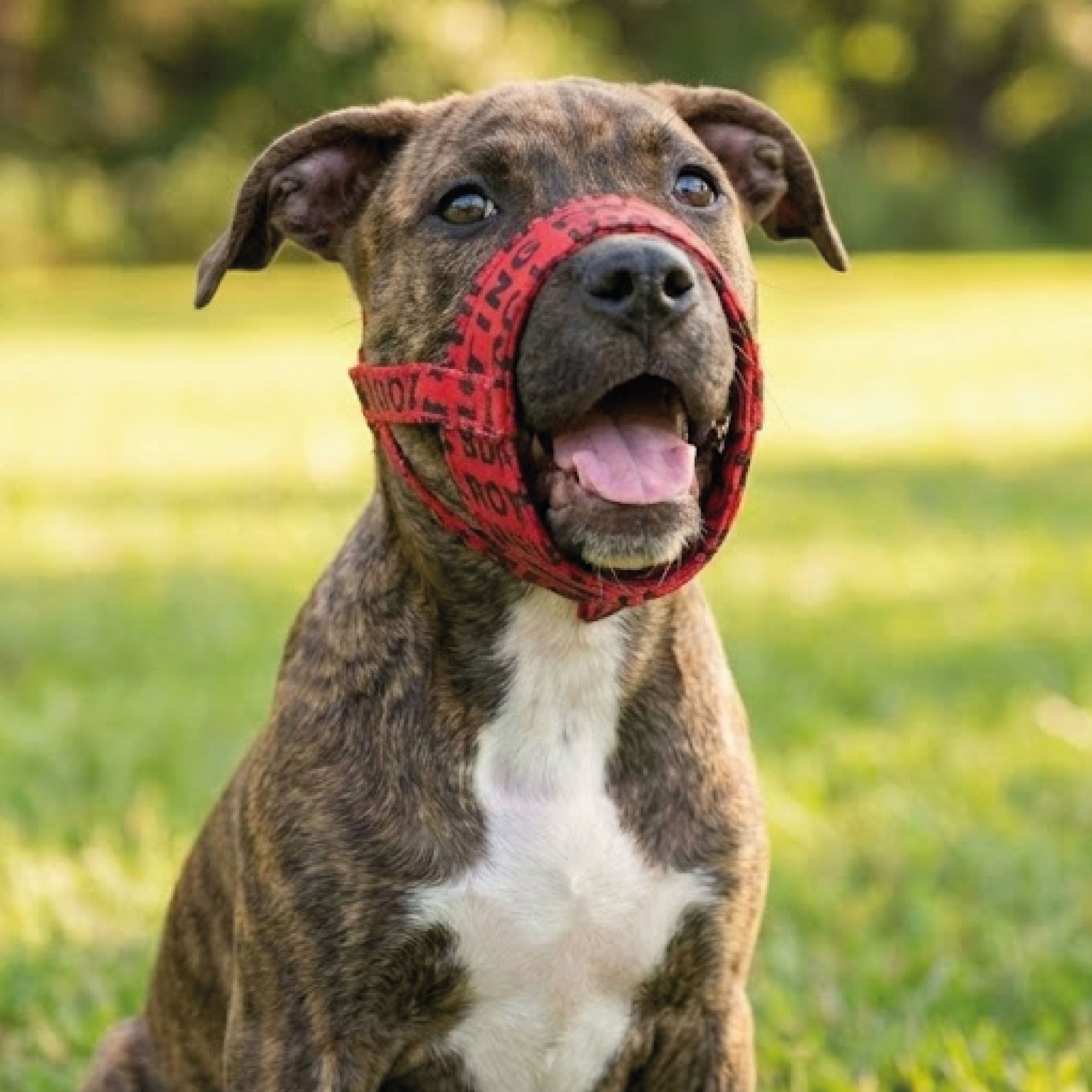 Bozal Deluxe Corazones Talla S Moly | Suave, Ajustable y Transpirable para Perros Pequeños