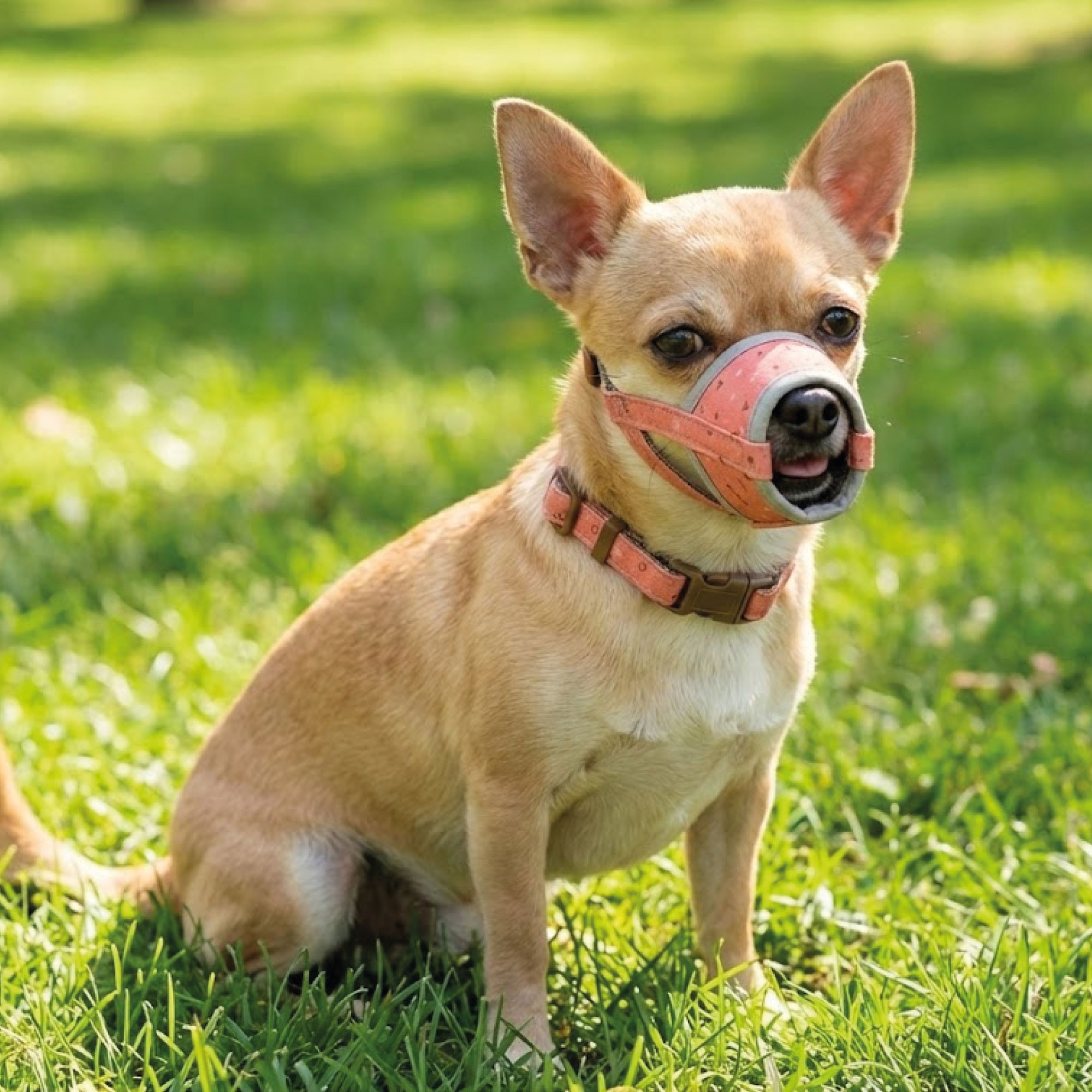 Bozal Deluxe Escocés Talla S Moly | Suave, Transpirable y Ajustable para Perros Pequeños