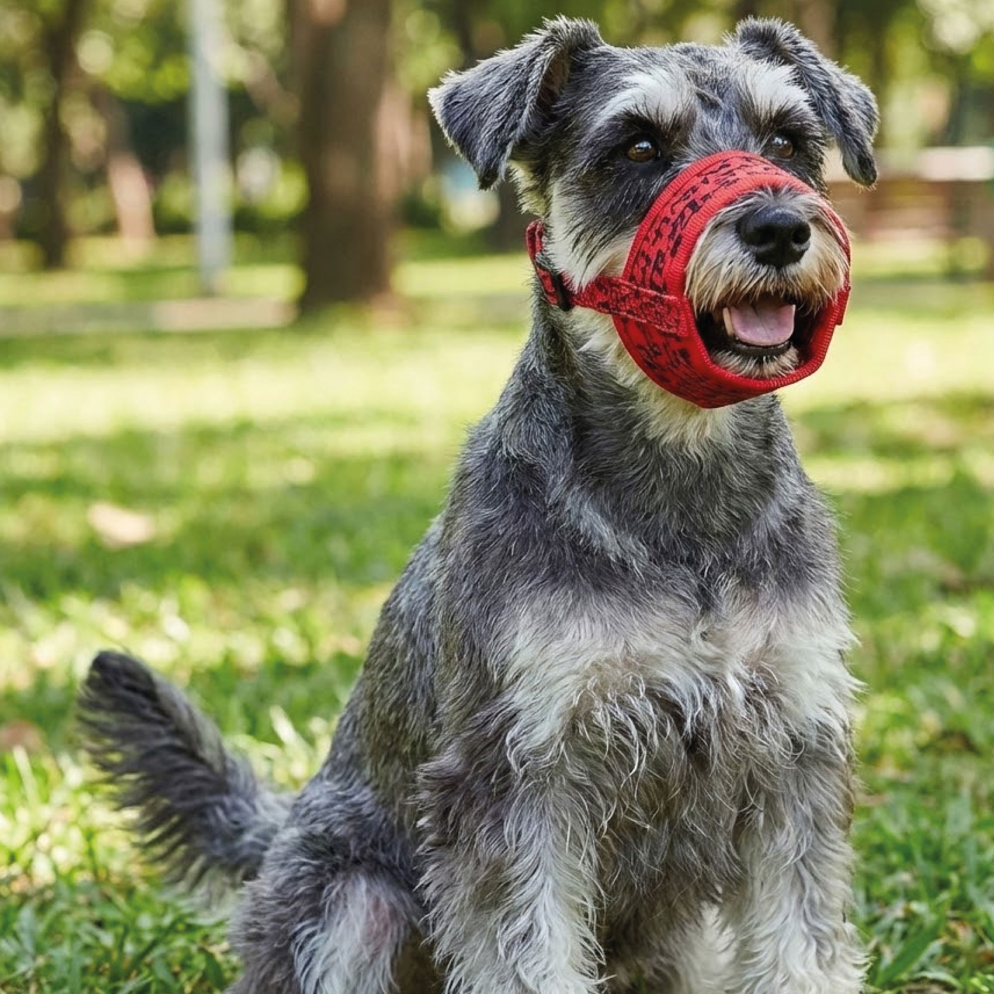Bozal Deluxe Escocés Talla S Moly | Suave, Transpirable y Ajustable para Perros Pequeños
