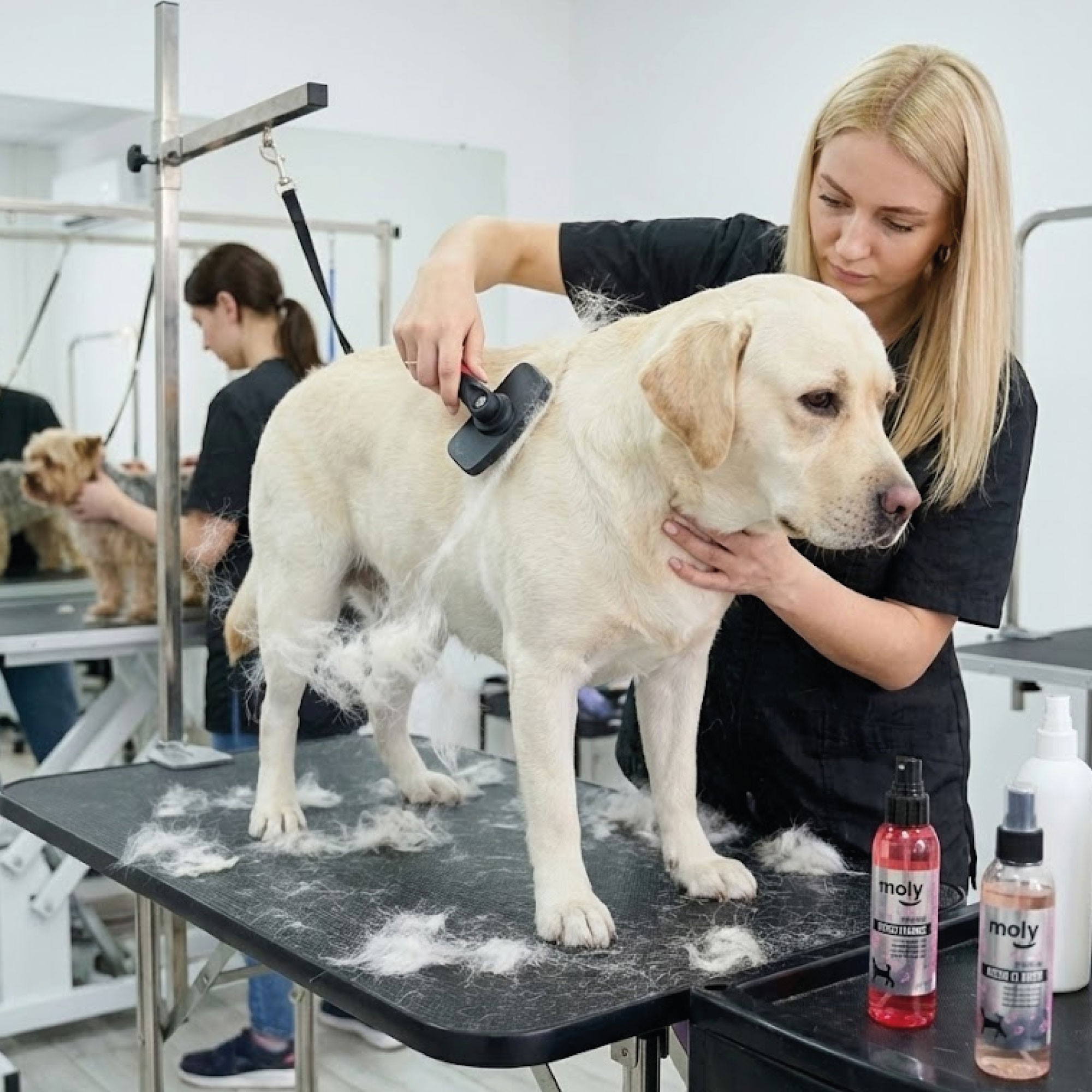 Carda Expulsa Pelo Mediana Moly Confort | Cepillo Profesional Autolimpiante para Perros Medianos y Grandes