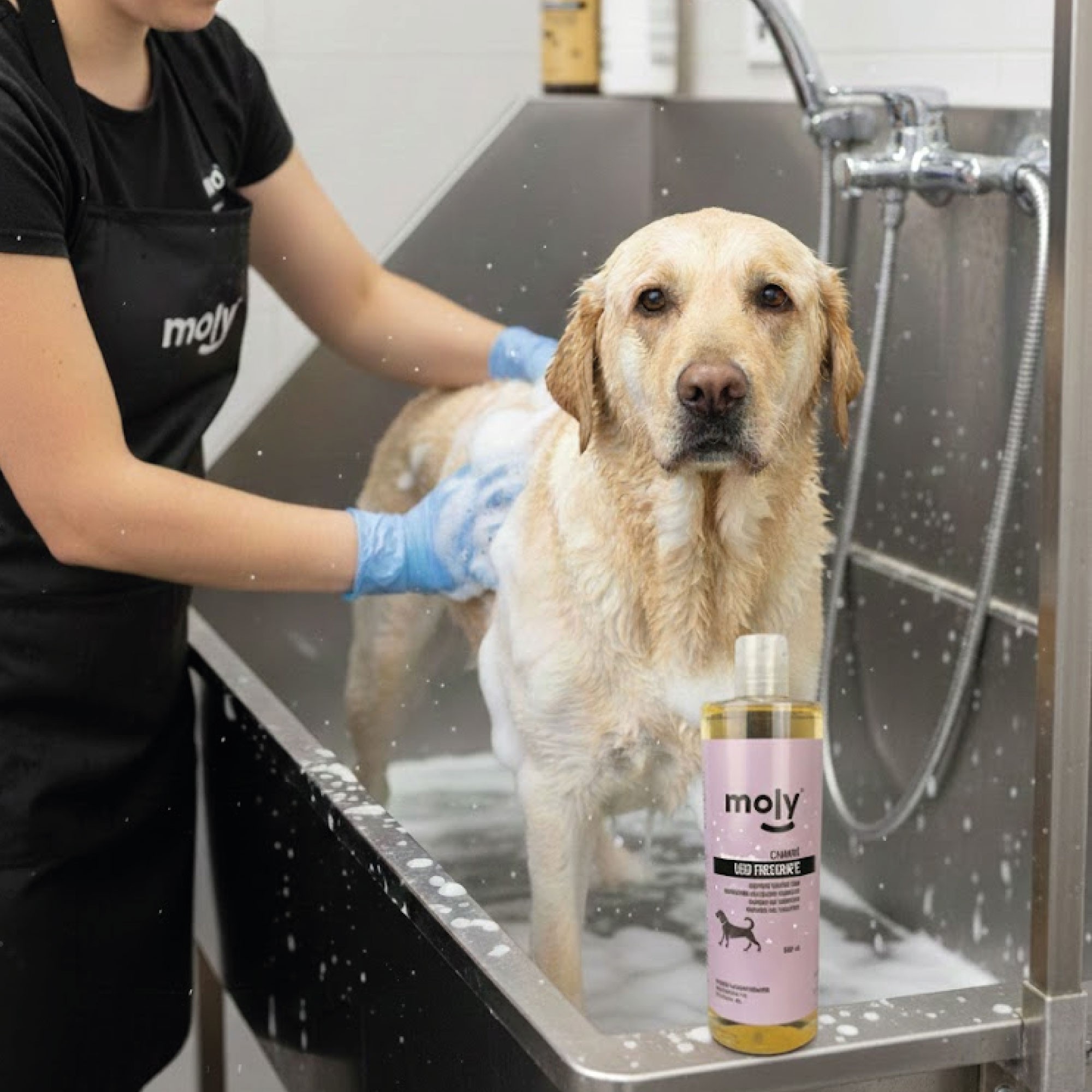 Champú Uso Frecuente 500 ml Moly | Limpieza Suave y Diario para Todo Tipo de Perros