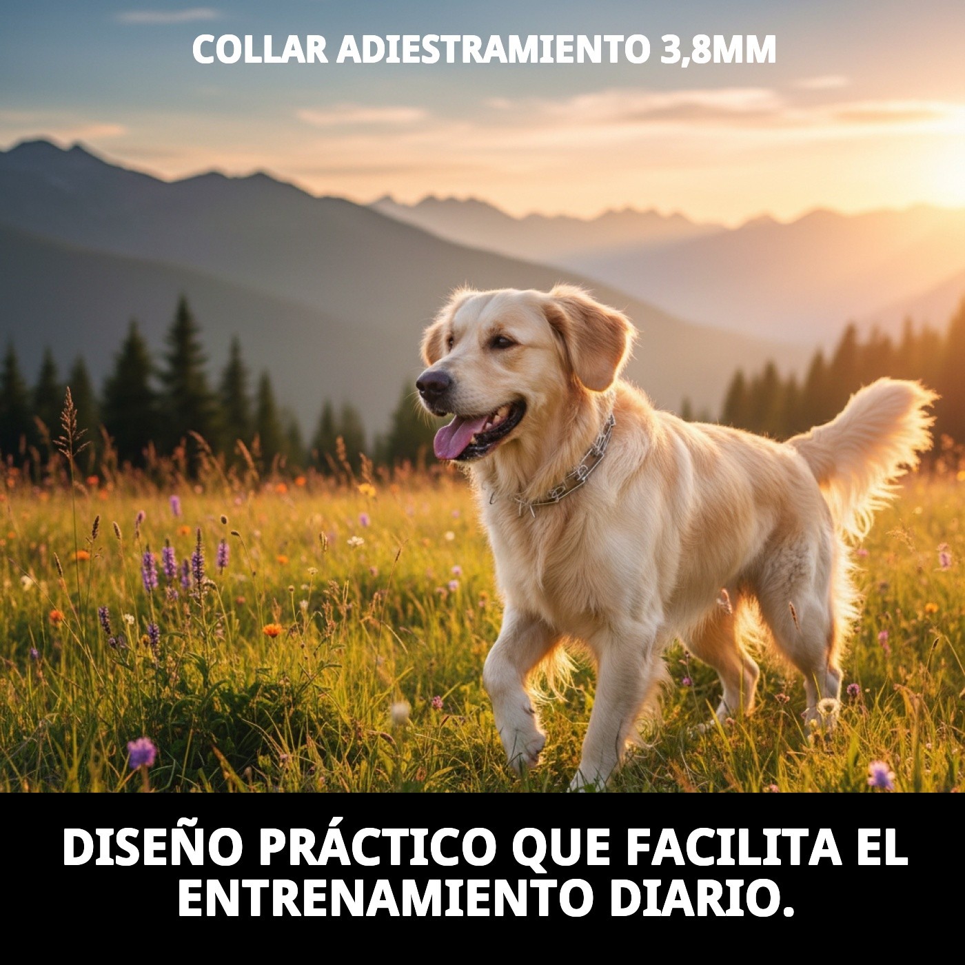COLLAR ADIESTRAMIENTO  3,8mm