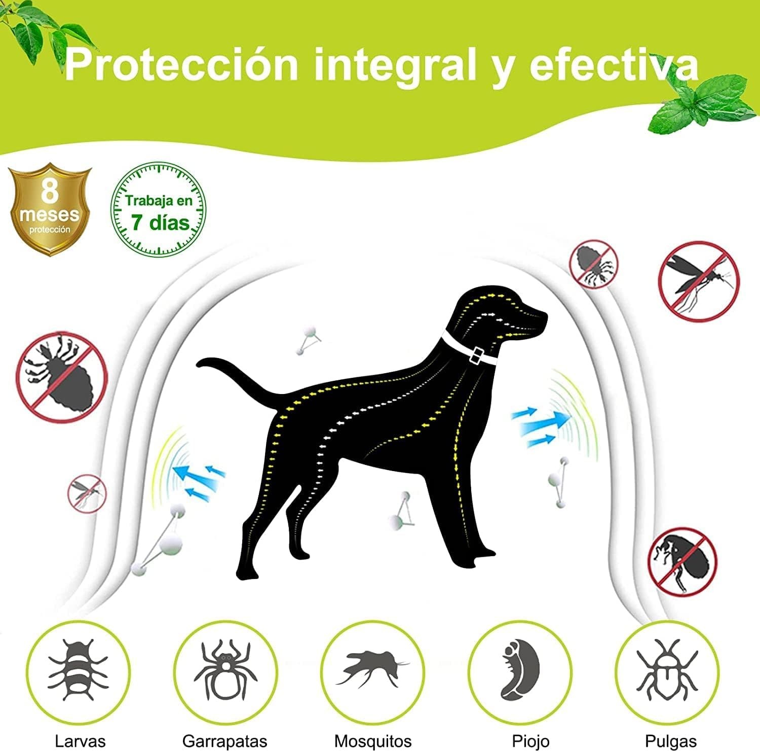 Collar Antiparasitario Moly para Perros y Gatos Medianos y Grandes 62,5 cm | Pack 2 Unidades | Protección Natural 8 Meses