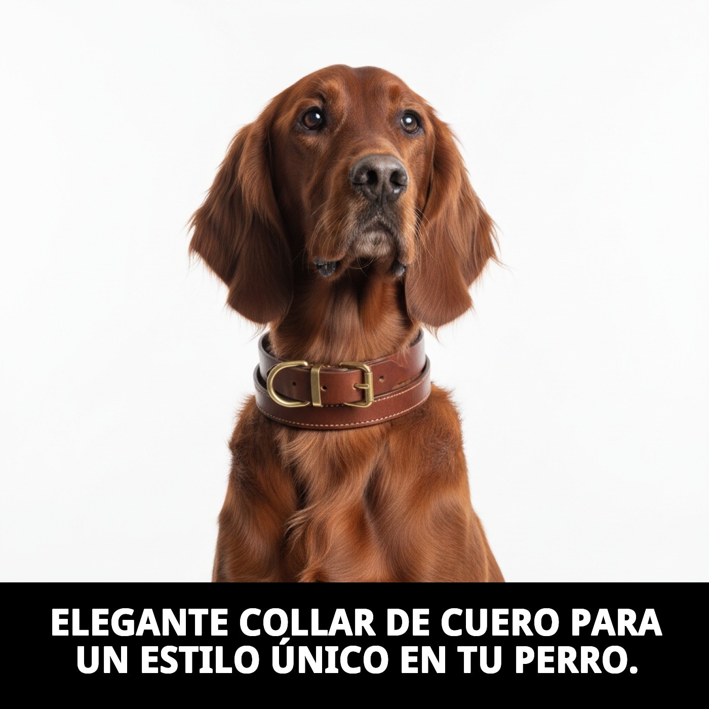 COLLAR CUERO DOBLE 75 X 4 cm