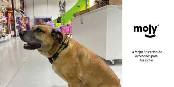 COLLAR LUXURY REFLECTANTE 57 CM