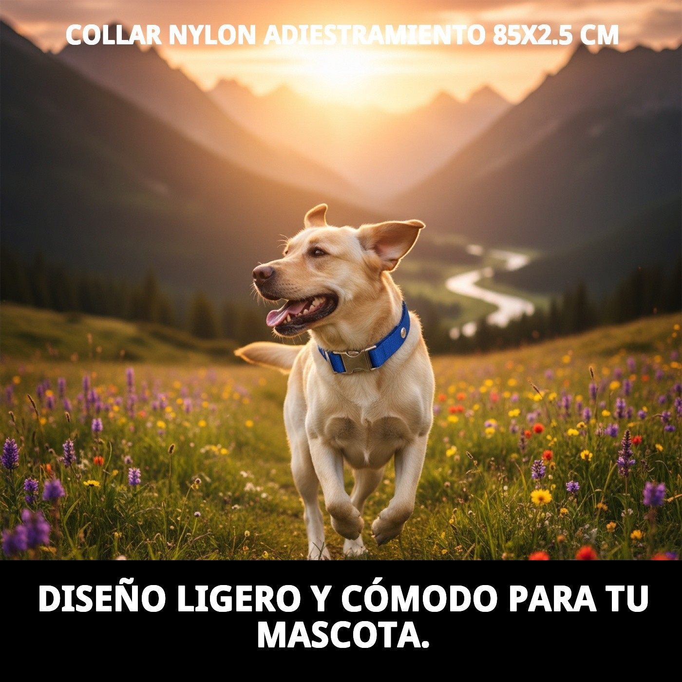 COLLAR NYLON ADIESTRAMIENTO 85X2.5 CM