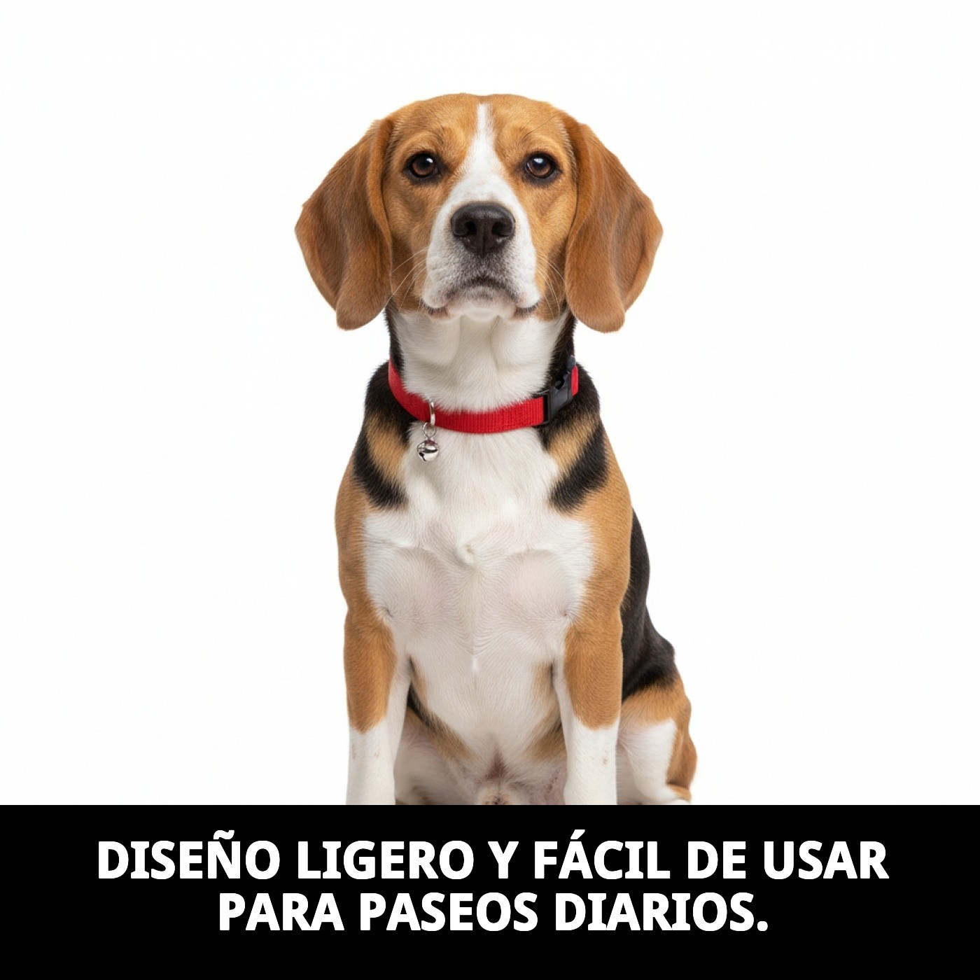 COLLAR NYLON LISO 23-35 X 1cm C/ CASCABEL