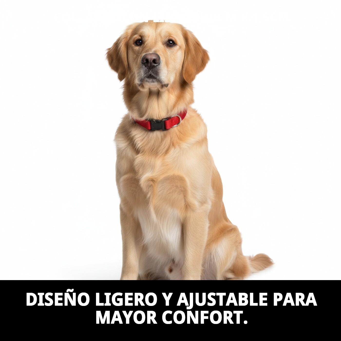 COLLAR NYLON LISO 25-40cm X 1,5cm