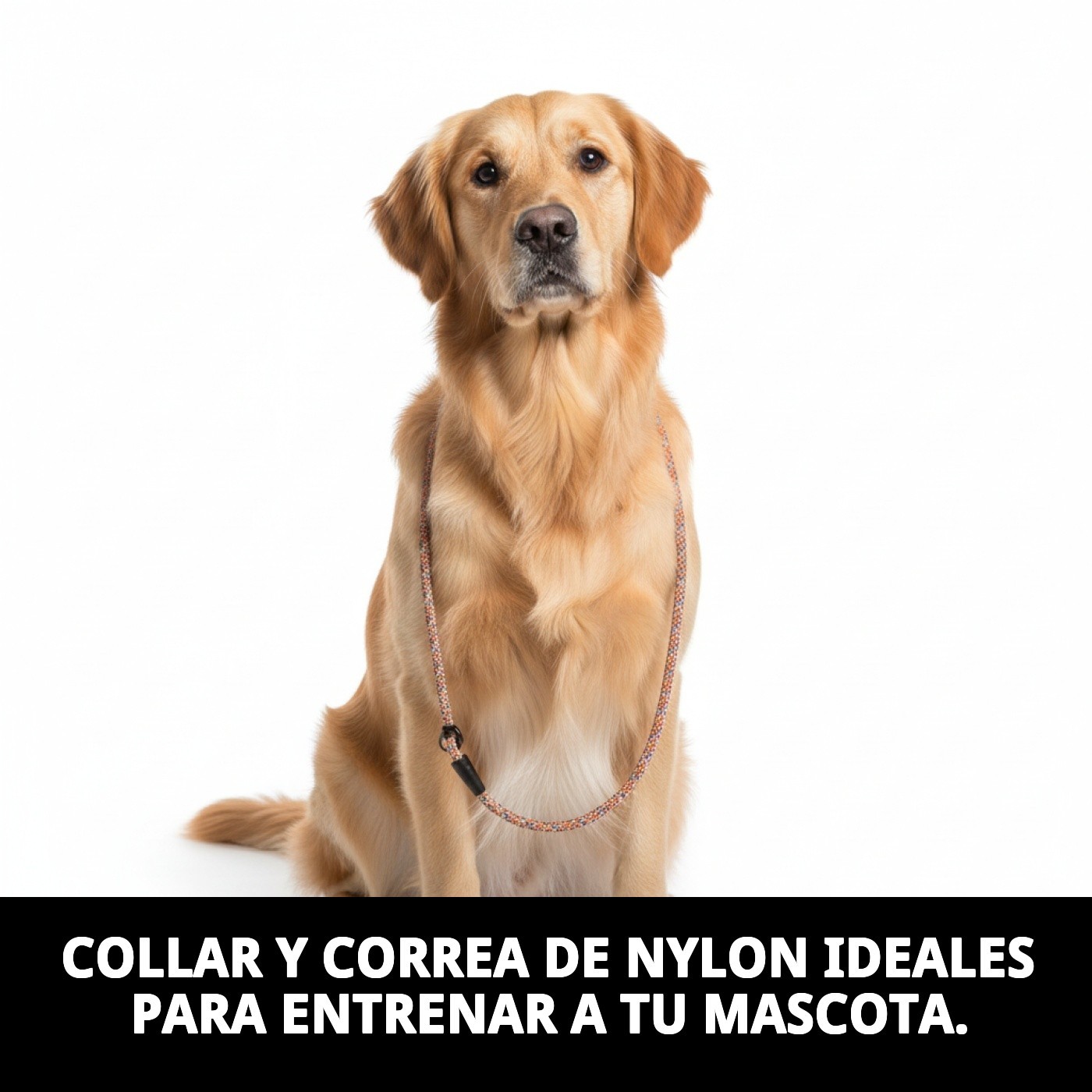 COLLAR Y RAMAL NYLON ADIESTRA 120 X 0,80cm