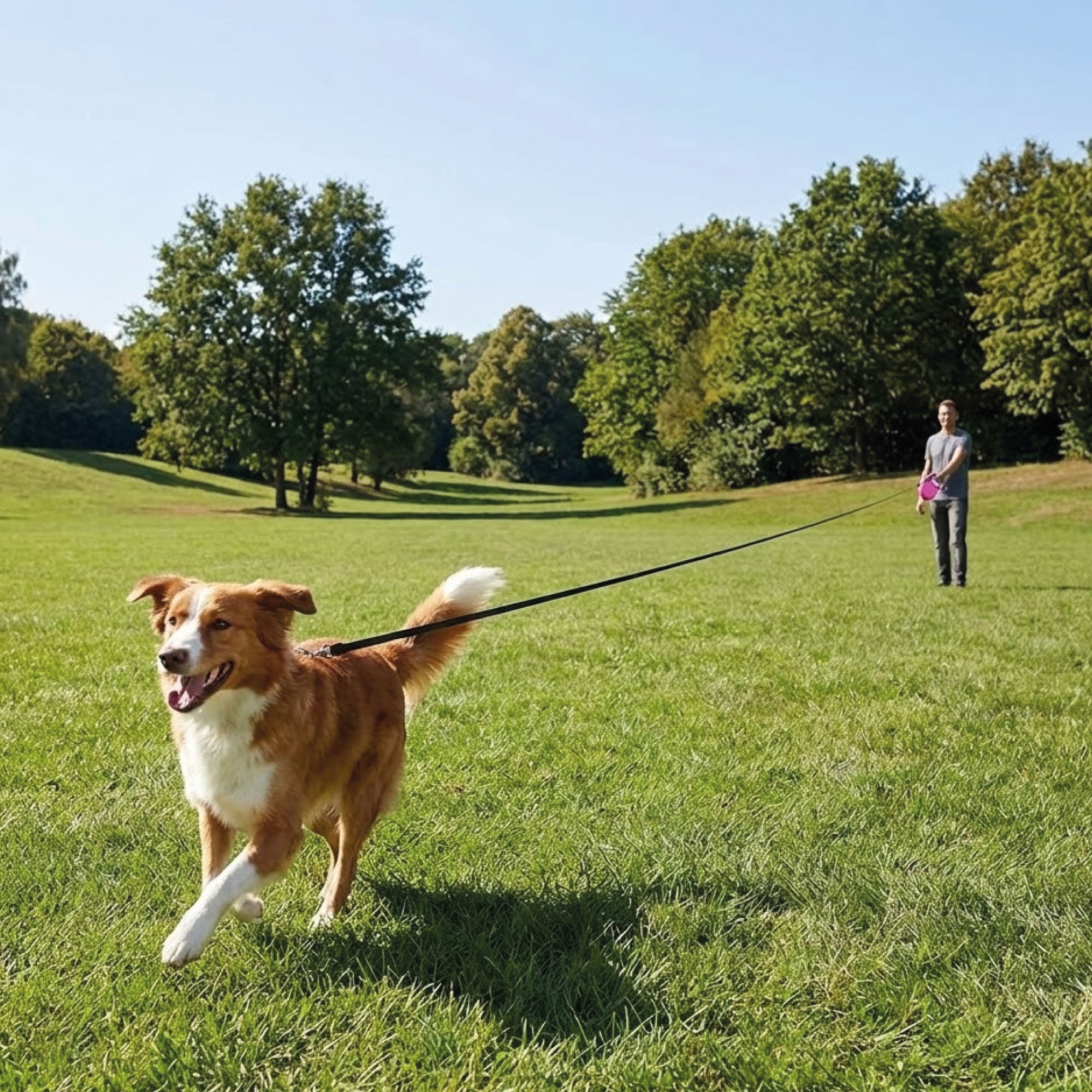 Correa Extensible Flexi New Classic XS 3 m Cordón | Ligera y Segura para Perros Pequeños