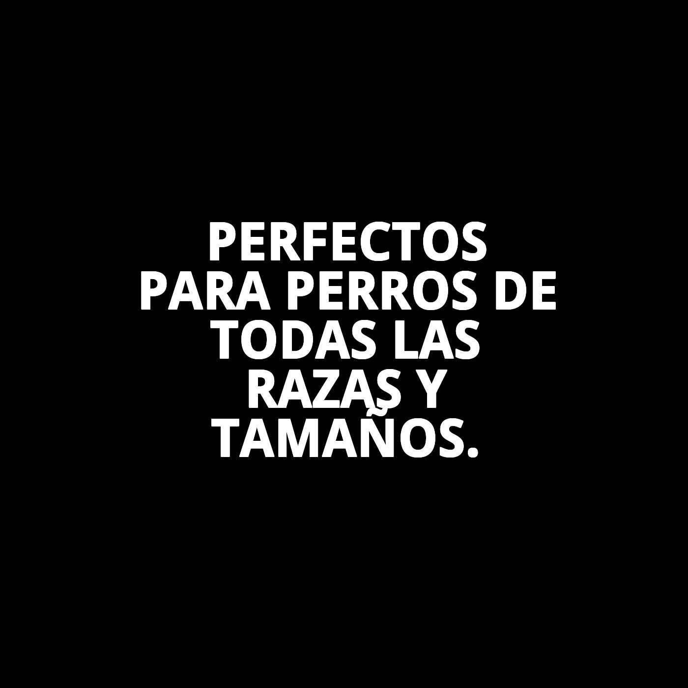 Expositor Moly con 15 Huesos de Jamón | Snack Natural y Duradero para Perros