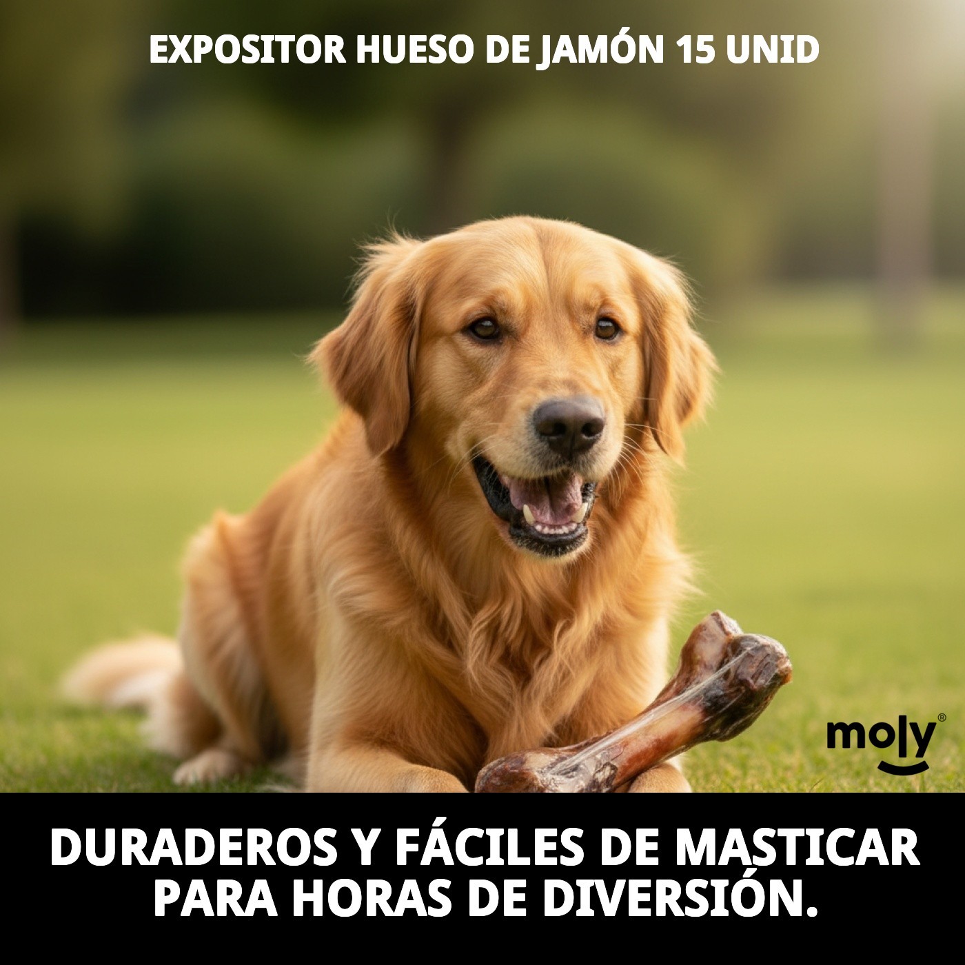 Expositor Moly con 15 Huesos de Jamón | Snack Natural y Duradero para Perros