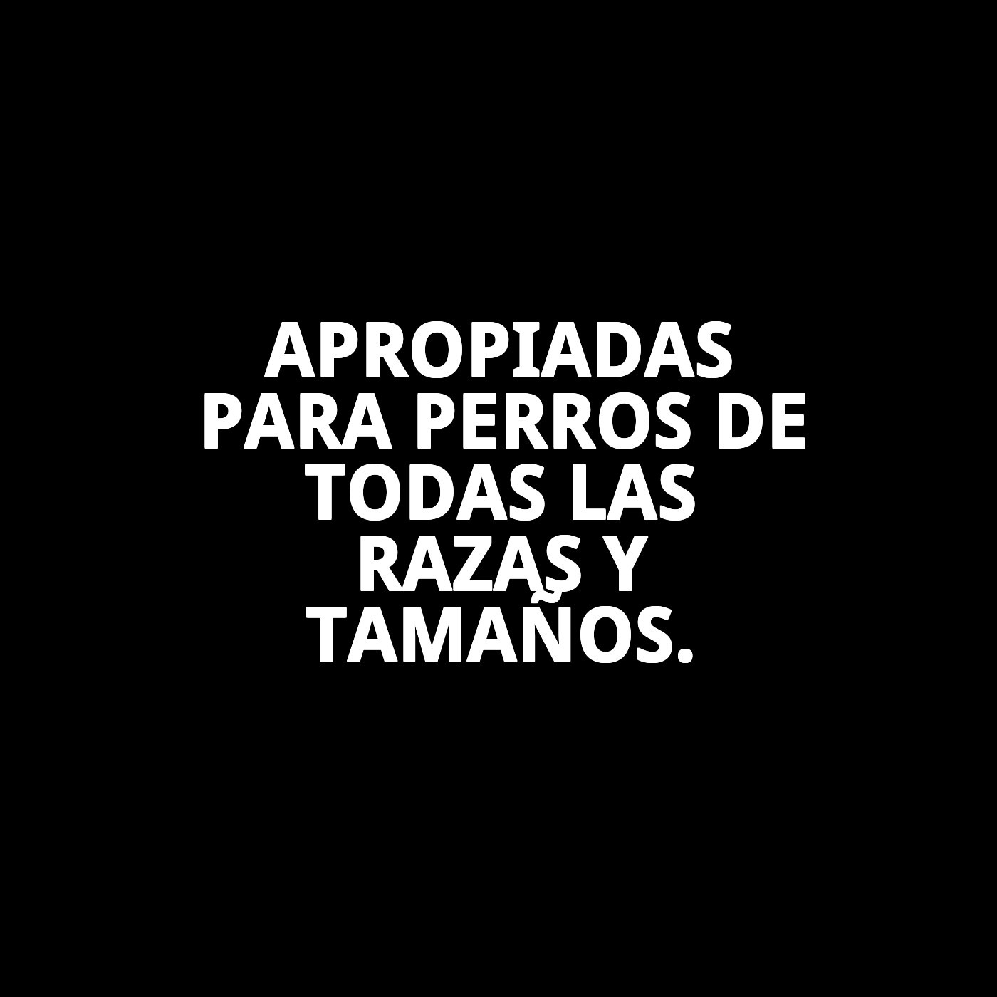 Galletas Gourmet Vegetal Natural 200 g Moly | Snack Saludable y Ligero para Perros