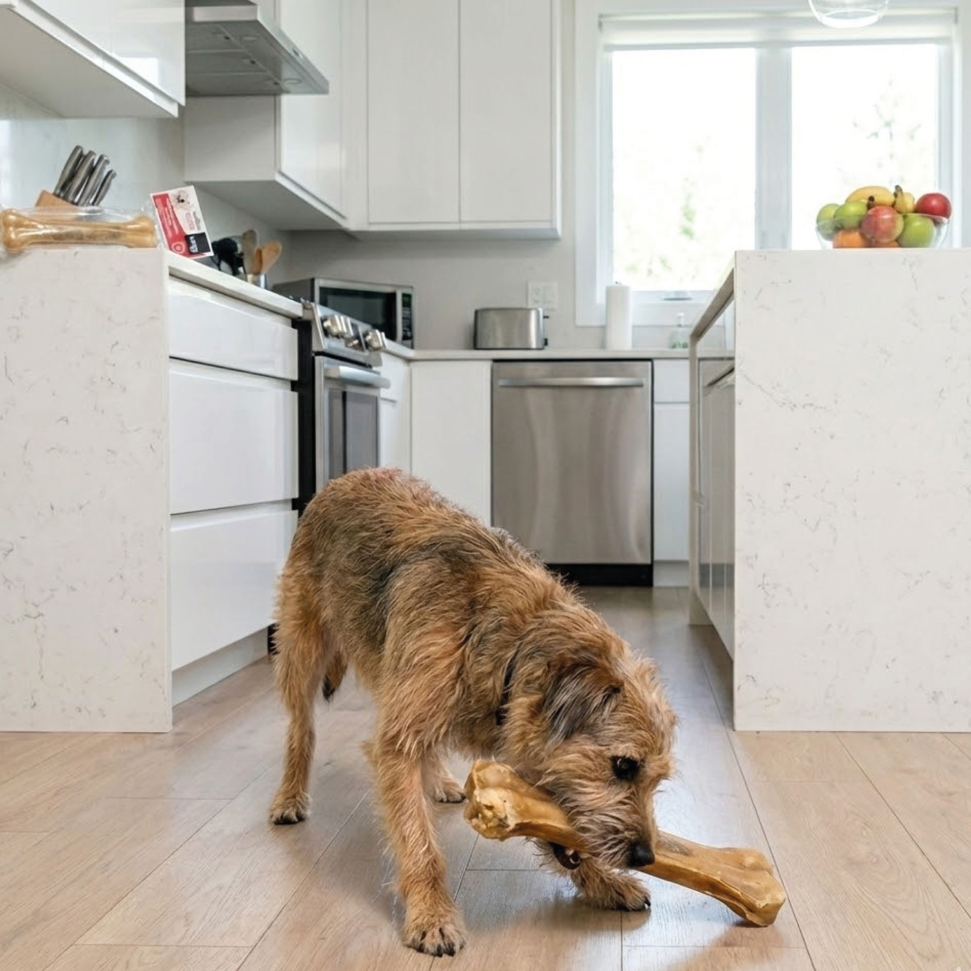 Hueso Prensado 21 cm Moly | Snack Natural y Duradero para Perros de Tamaño Medio