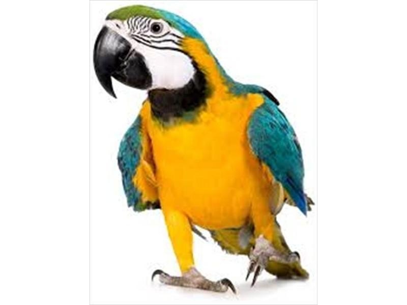 JAULA TUCAN 61'5 X 56'5 X 168 CM.