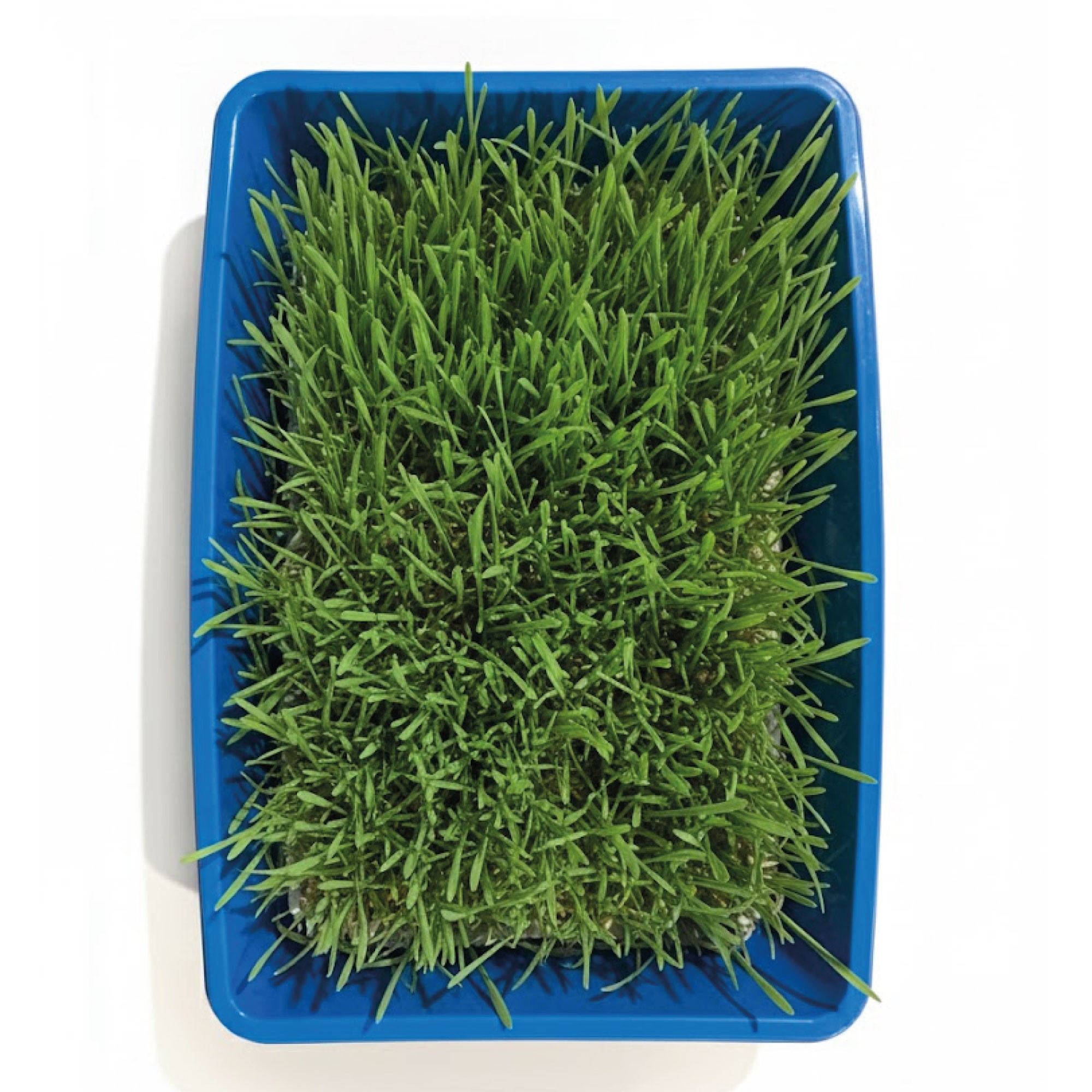 Kit Hierba de Gato Moly 100 g con Bandeja Compacta | Digestión Natural y Bienestar Felino