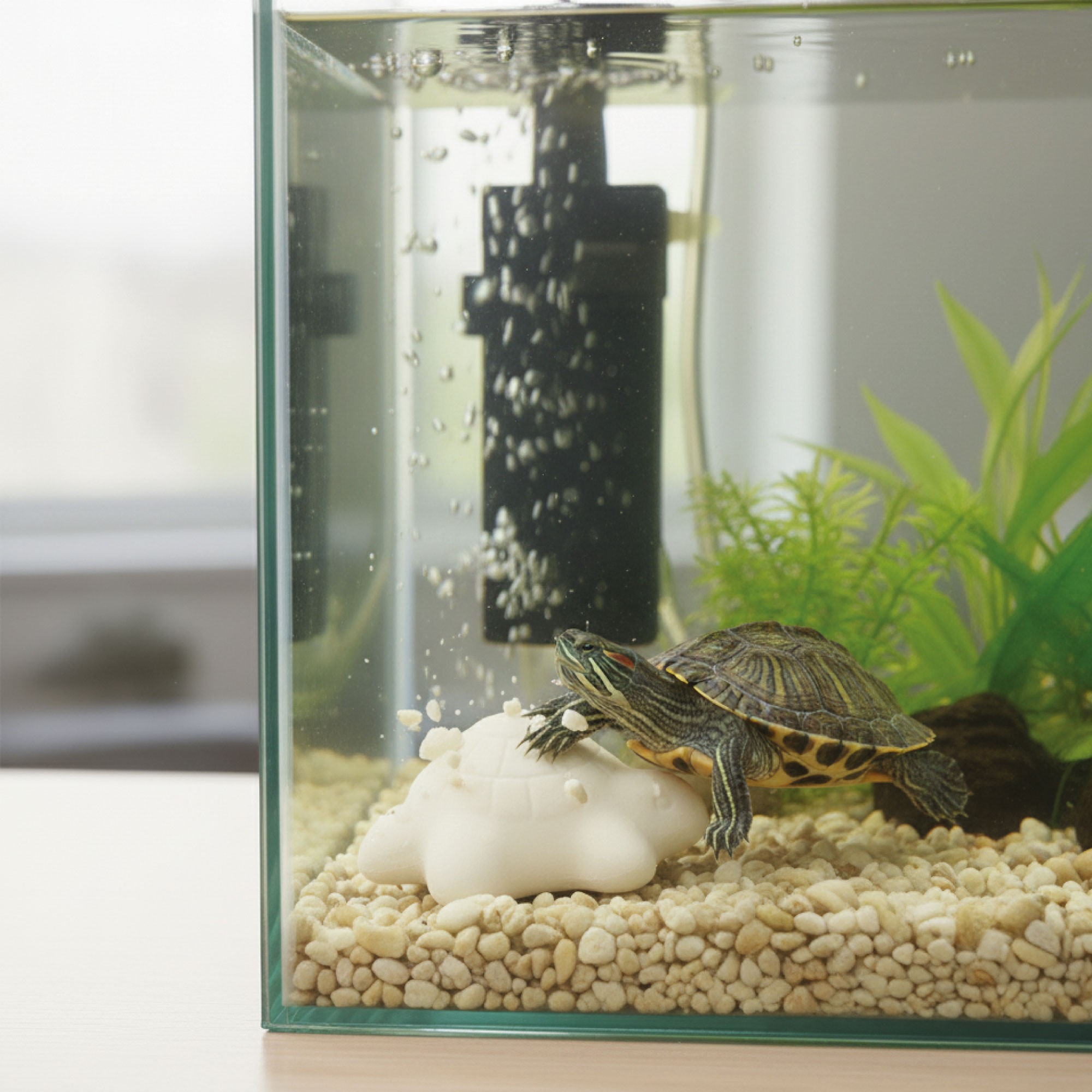 MOLY CALCIO TORTUGAS EXPO X 30 UNID