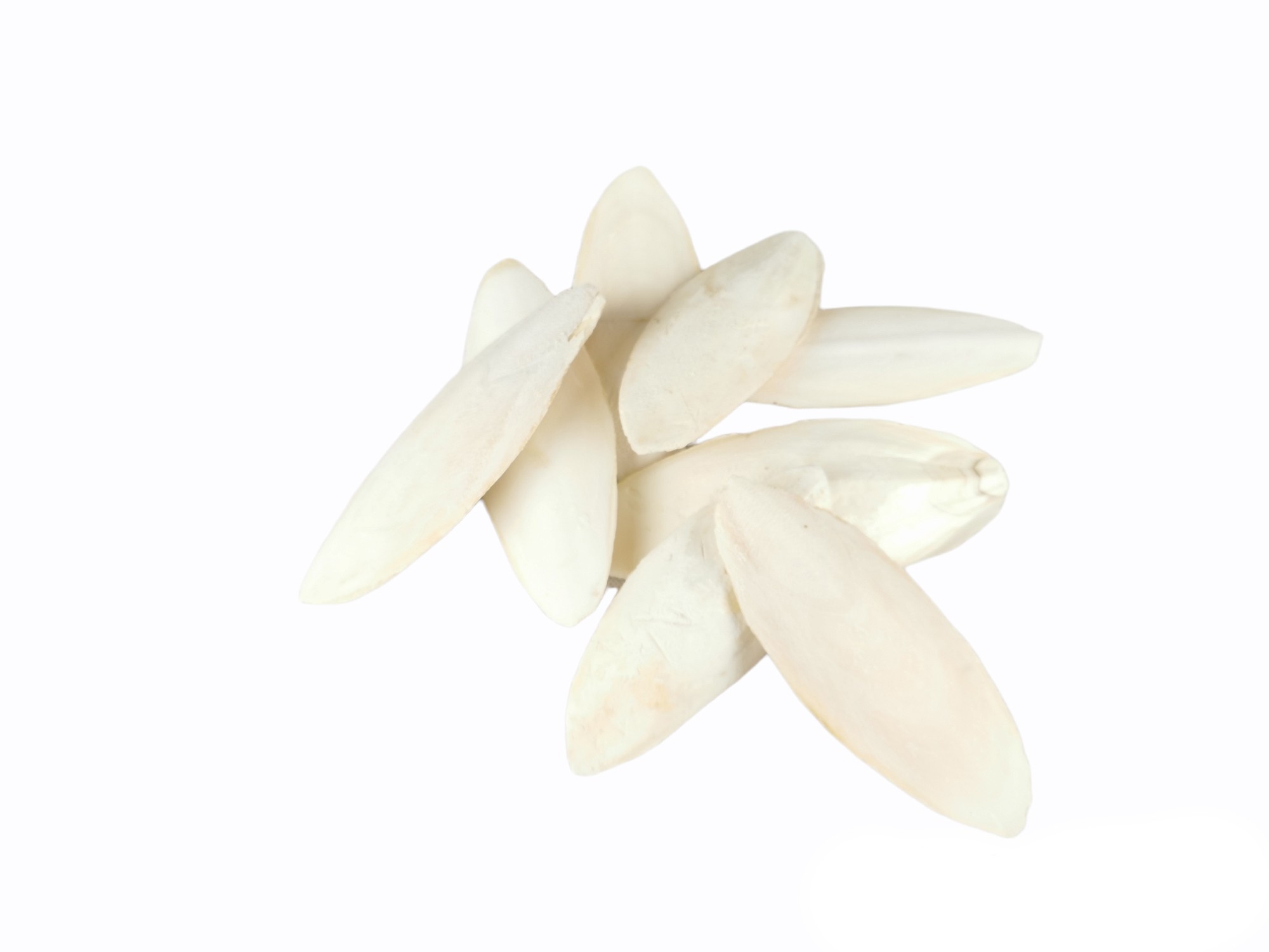 MOLY HUESO DE JIBIA bolsa 50 pzas 15 CM