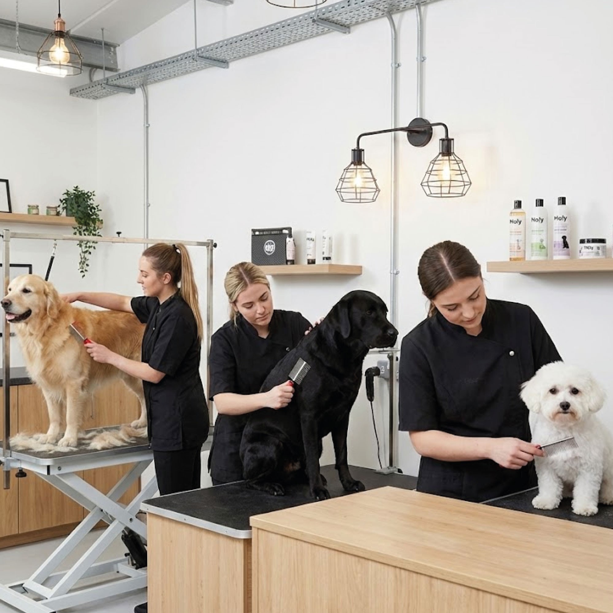 Peine Doble Moly Confort | Peine 2 en 1 para Desenredar y Alisar el Pelaje de Perros y Gatos