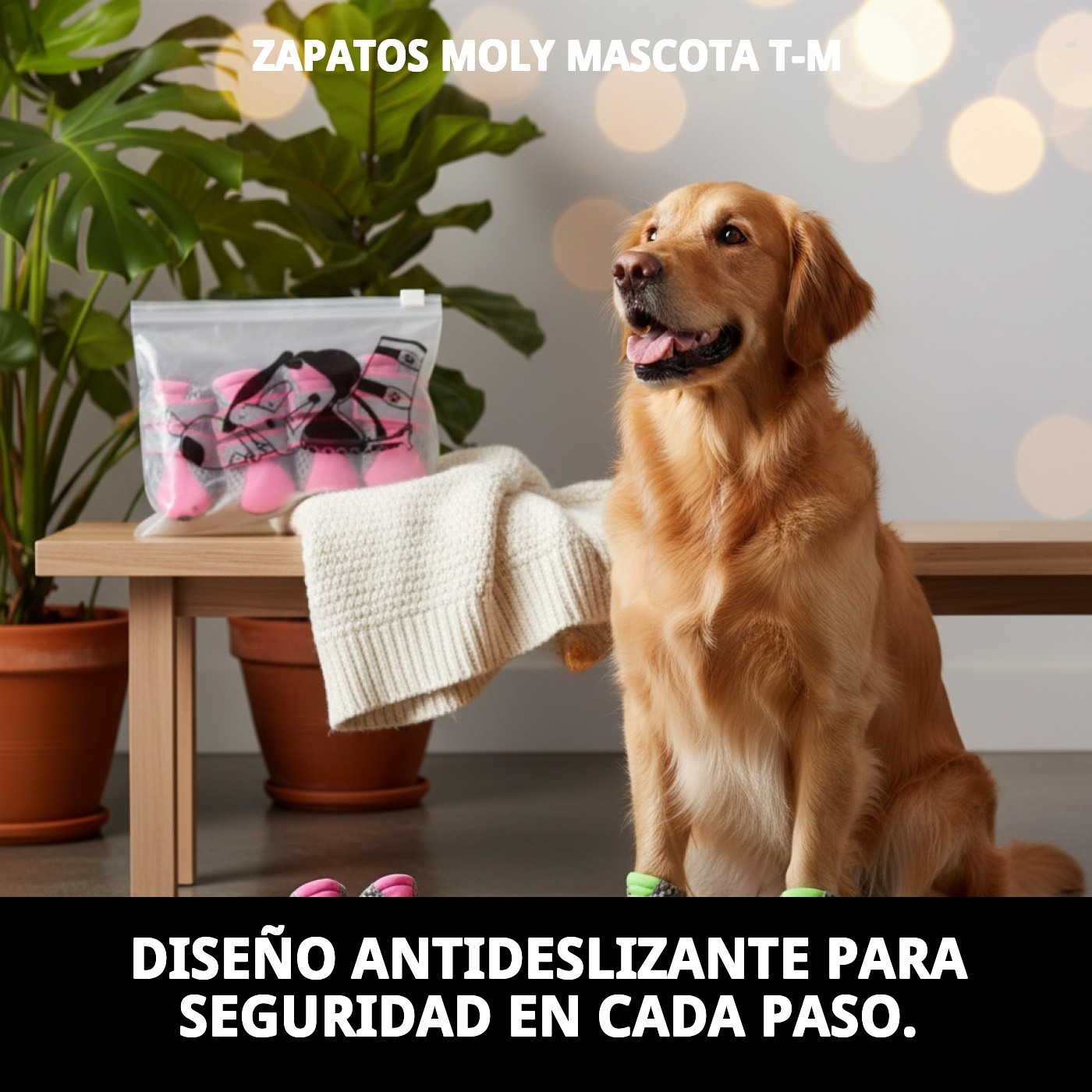 ZAPATOS MOLY MASCOTA T-M