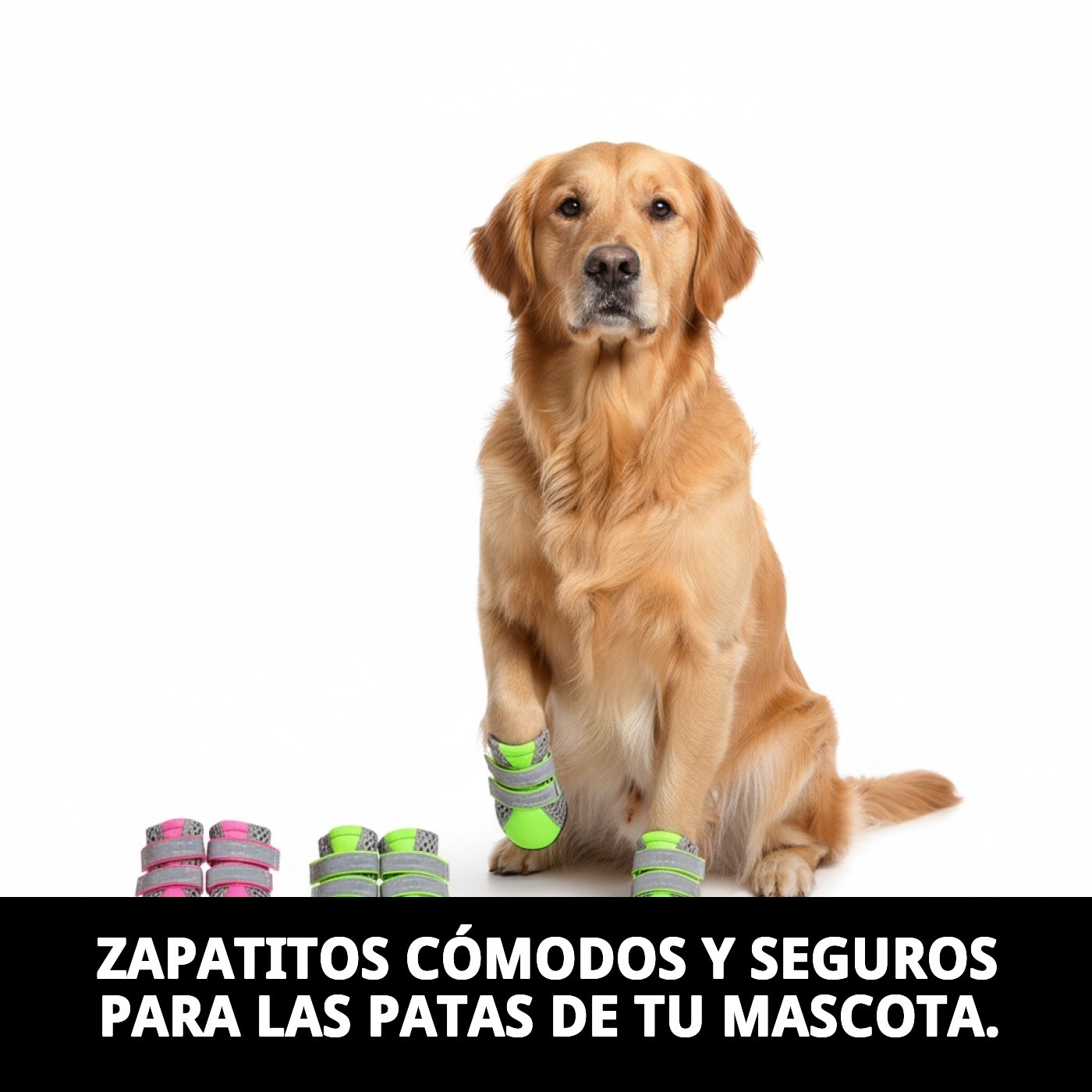 ZAPATOS MOLY MASCOTA T-S