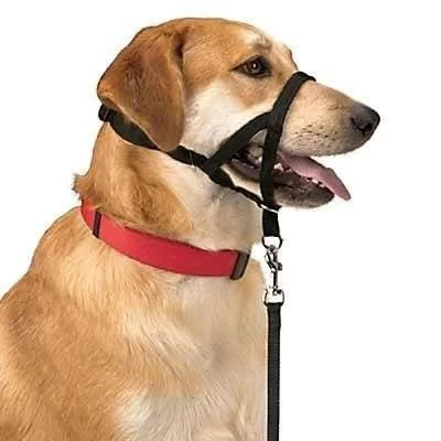 DOG CONTROL N.4 38cm