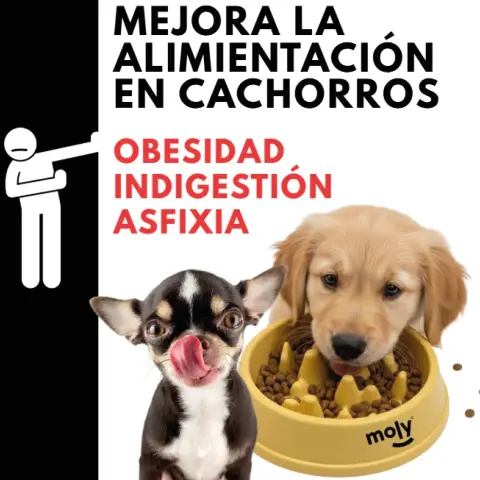 COMEDERO LENTO PARA MASCOTAS MOLY 22*5*4.5 CM